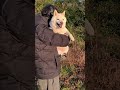 散歩途中でパパに抱っこされてご機嫌なユキちゃん♪ 柴犬 sibainu 癒し