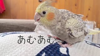 【可愛い】何でも遊べるオカメインコ。羽をカミカミして遊ぶ。