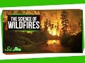The Science of Wildfires