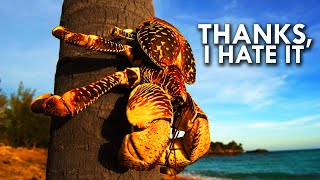 Coconut Crab: Your Worst Nightmare