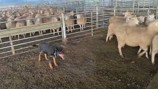 Hiltons Ned - Casterton working dog auction 2023