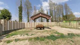 【VR180】東武動物公園「アメリカバイソン」①