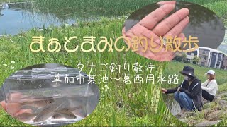 【タナゴ釣り】2024年4月，草加市某所池〜葛西用水路とハシゴしてタナゴ釣り、タナゴ連発！？トーキョーマハゼpro miniと雫を使って