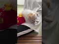 朝から飼い主に甘える愛犬 pet dog spoiled by owner