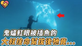 鬼蝠魟眼被插魚鉤！主動哀求人救命，大叔捨命換氣10次幫拔出！|#鬼蝠魟 #動物 #報恩 #震撼 #奇跡 #不可思議 #救援 #暖心 #奇聞 #新聞 #真實故事 #感動 #反轉 #驚人 #鏡頭 #記錄