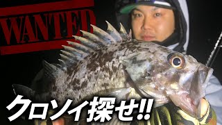 12月のクロソイ調査【根魚ワーム釣り】