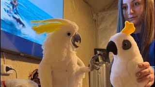 Funny and cute parrot 🤣🦜🤪 Funniest Cockatoo Life 🤩 🤣