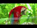 the most beautiful birds in the world adventure in the natural world relaxing music