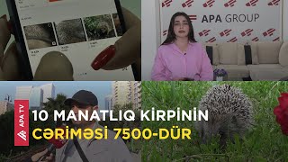 Ovlanma və satışı qanunsuz olan kirpinin elan saytlarında nə işi var? – APA TV