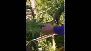 Needling a Japanese red pine