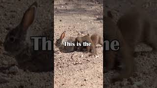 Mongooses Tear Baby Hare Apart #predator #wildlife #hunting #reptiles #rabbit #carnivore #survival