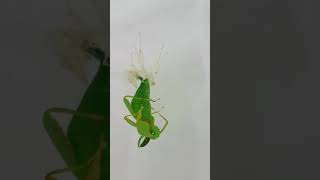 Phyllium philippinicum / Leaf Insect Molting / 菲律賓葉䗛羽化