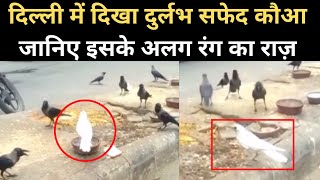 Delhi में दिखा सफेद कौआ, जानिए इसके अलग रंग का राज़। White Crow Video। American Crow