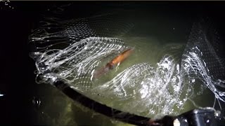 富山のホタルイカすくい2015/3/22四方砂浜にて Catching firefly squid