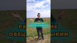 Разведение овец в Калмыкии