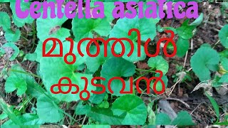 # കുടവൻ,Centella asiatica,മുത്തിൾ, ബുദ്ധിക്കും കരളിൻറെ ഹൃദയത്തിൻറെ ആരോഗ്യത്തിനായി