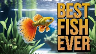 Best Fish Ever: Guppies! | Why They’re the Perfect Addition to Any Aquarium 🐠✨