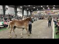 mt hope auction is live