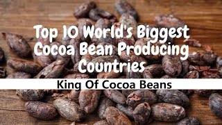 The Secrets of the World's Largest Producer of Cocoa Beans | Top Cocoa Bean Producing Countries