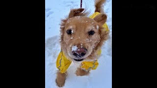 犬がどれだけ雪遊びが好きかが分かる動画☃️その2️⃣ #shorts