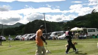 北海道犬協会　岩手支部展覧会　成犬第一牝組　特良１席　トウプチャコ　２席　煌凛