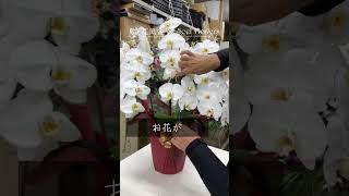 胡蝶蘭が萎れてきたら / プロが教えるお花の豆知識 #Phalaenopsis #trivia #flowershop