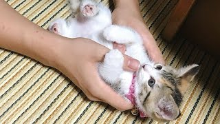 【電池切れ♡】子猫がコテンッと眠るまでの “4コマ劇場”が可愛すぎる！