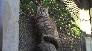 アムールヤマネコ三姉妹～めっちゃカラスが気になる仔猫たち （井の頭自然文化園）Leopard Cat Babies