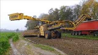 Ropa Maus 5 suikerbieten laden - Zuckerrüben laden - Sugar beet loading - Chargement de betteraves