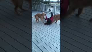 Dog #funny #dog #funnydog #funnyshorts #cutedog