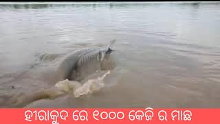 Hirakud dam big fish. 1000 kg ,ହୀରାକୁଦ ରେ ୧୦୦୦ kg ମାଛ ।।