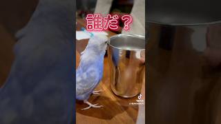 #shorts #セキセイインコ #セキセイインコのいる暮らし