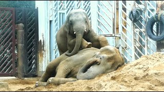 20241105 上野動物園　アジアゾウ　朝の仲良し親子　穴の中の土を食べている? アルンくん　お昼頃、お昼寝しているウタイママを起こそうとするアルンくん