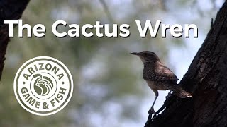 Did You Know? The Cactus Wren