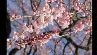 堀池の枝垂桜 綾川町西分　 2011年3月 31日