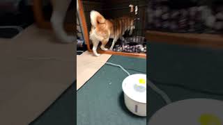 骨を持って帰る犬#柴犬 #shibainu #shorts