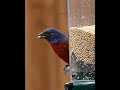 Painted Bunting eatin' #birds #backyardbirds #whbirddan