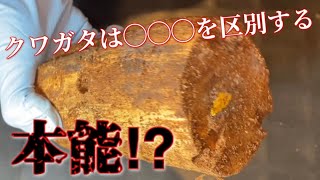 世界有数の小さいオオクワガタの産卵材割出し！材のアレの違いで産卵数が...【クワガタ割出し】