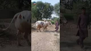 Beautiful Cholistani Bull #shorts