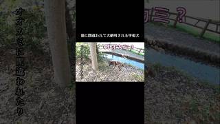 狼と間違われて大絶叫される甲斐犬