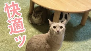 冬の猫早送り【可愛い猫の多頭飼いに癒される】エアコンをつけるとこうなる　[고양이의 다두 사육] 에어컨을 쓰면 이렇게된다