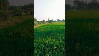 நெற்பயிர் #shotsfeed #yt #shorts #tamilsongs #vivasayam #shorts #village #villagelife #shortvideo