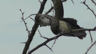 Python caught and eat a bird in dry thorn tree.😍😍