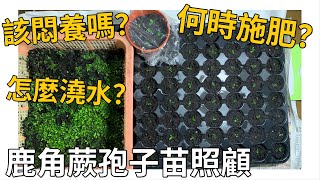 鹿角蕨孢子苗照顧，該悶養嗎？該用穴盤嗎？如何施肥？如何澆水？用自來水可以嗎？