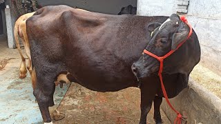 ಅಧಿಕ ಹಾಲನ್ನು ಕೊಡುವಂತಹ ಪಂಜಾಬ್ ತಳಿಯ ಹಸುಗಳು ಹಾಗೂ ಎಮ್ಮೆ dairy farming high heald milk.