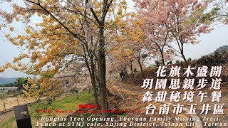 花旗木盛開 玥園思親步道 森甜秘境午餐 台南市玉井區 Douglas Tree Opening, Yueyuan Family Missing Trail. Lunch at STMJ cafe