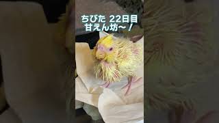 オカメインコの雛　ちびた　２２日目　甘えん坊になってきたよ〜 / Hand feeding and become friendly with me Cockatiels Day22!