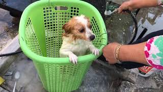 30 Bathe dog របៀបងូតទឹកឲ្យឆ្កែងាយល្អមិនពិបាកទេ