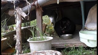 【地域猫】ヤマトに薬を飲んでくれと三顧の礼で臨むも・・・見事な喰いっぷりに愕然とさせられる。【魚くれくれ野良猫製作委員会】