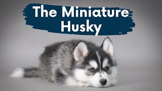 Miniature Husky: The Complete Video Guide to The Pocket-Sized Siberian Husky!